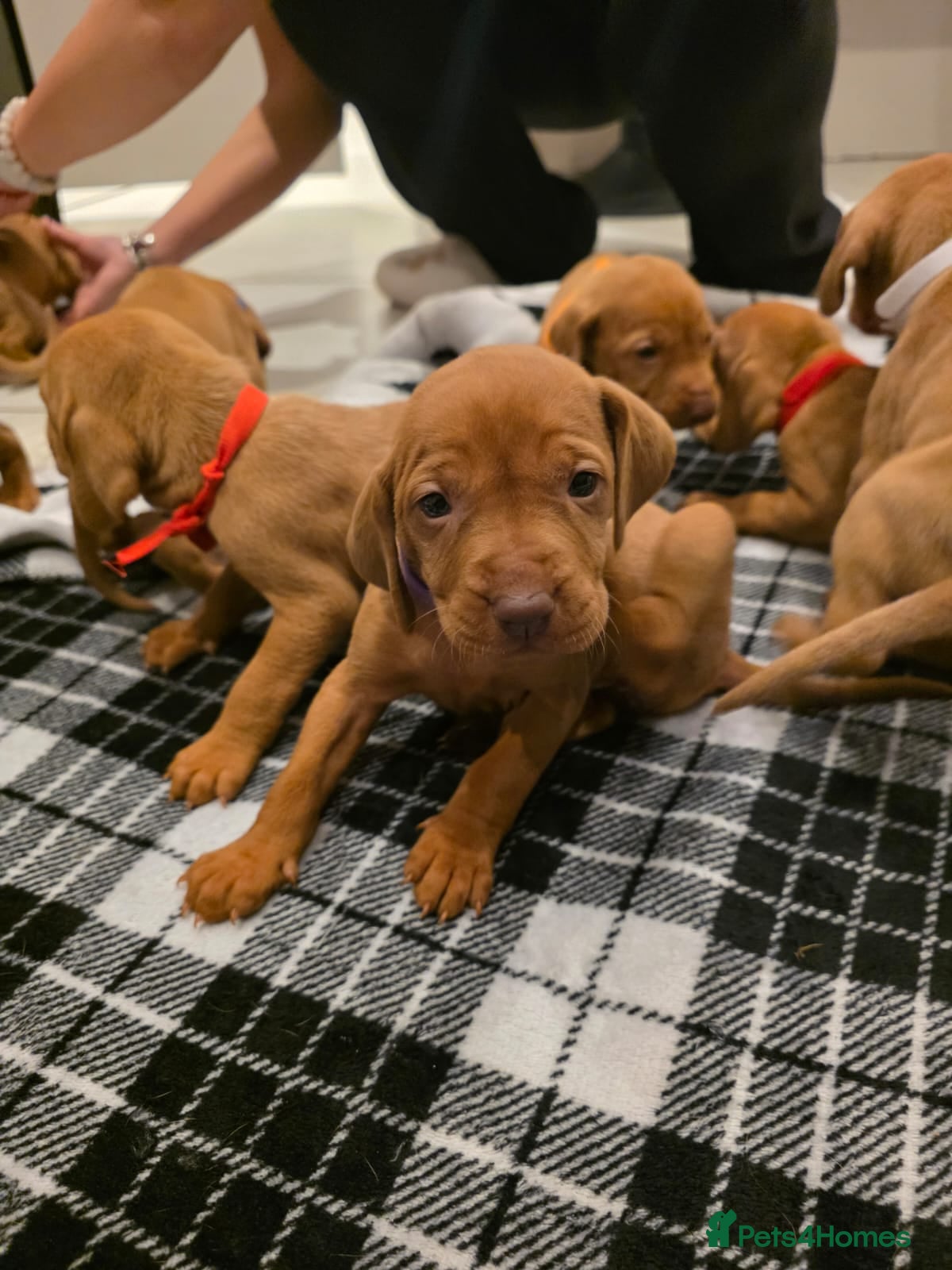 Hungarian Vizsla dogs Hungarian Vizsla Puppies Looking forForever Homes! - Advert 1