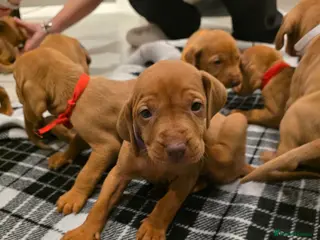 Hungarian Vizsla dogs Hungarian Vizsla Puppies Looking forForever Homes! - Advert 1