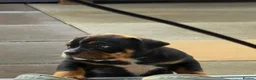 American Bully dogs for sale: Abkc American pockets - Advert 8