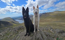 German Shepherd dogs for sale: Long coat black German shepherd  - Image 1