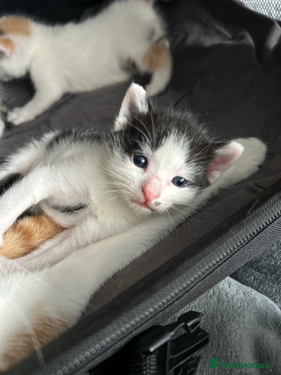 Mixed Breed cats for sale: 5 beautiful, inquisitive fluffy kittens - Image 16