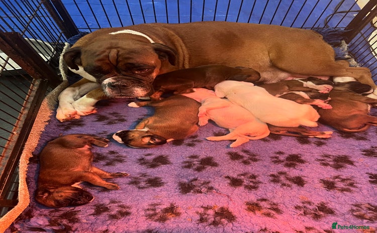 Boxer dogs - Advert 1