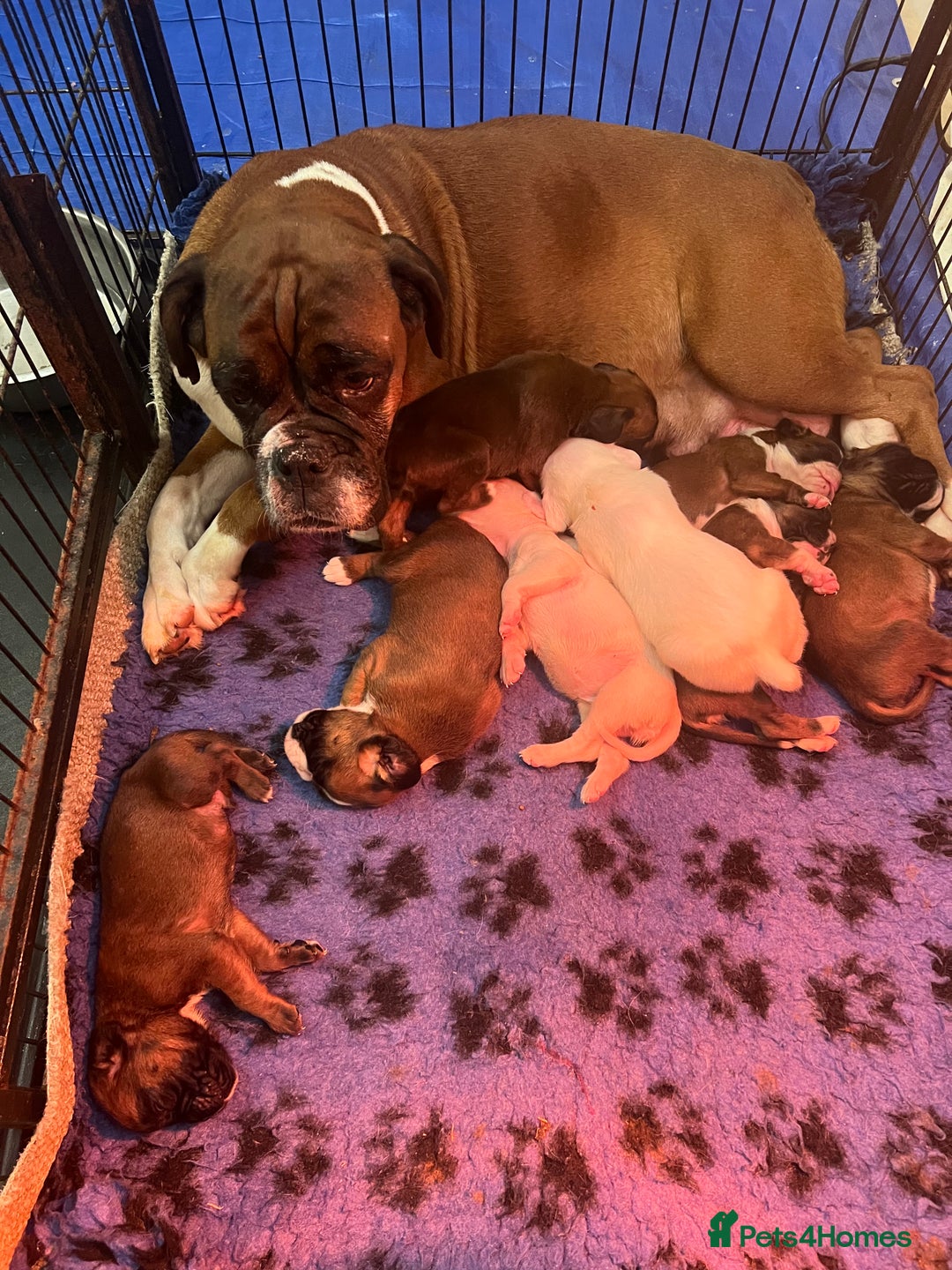 Boxer dogs for sale: Boxer puppies from Health Tested Parents  - Image 1