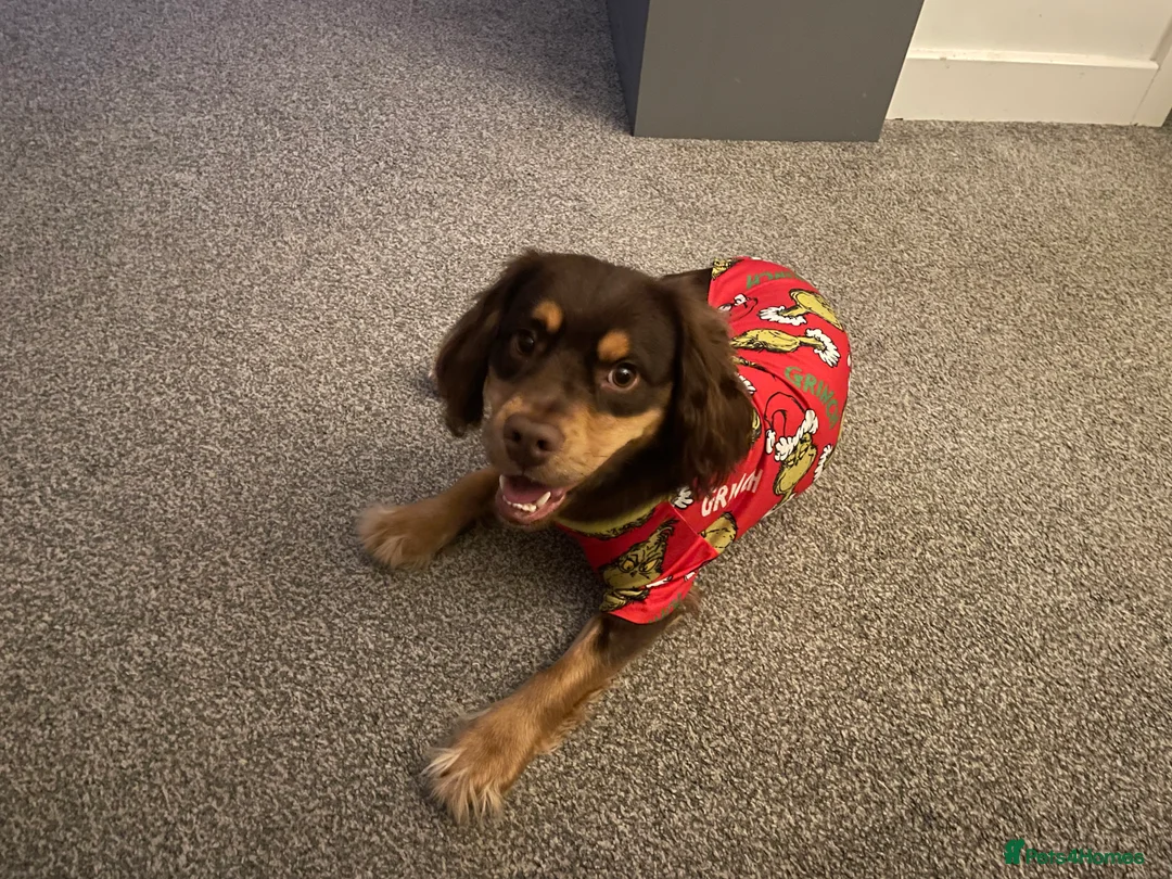 Mixed Breed dogs for sale: URGENT HOME NEEDED for Rolo - Advert 2