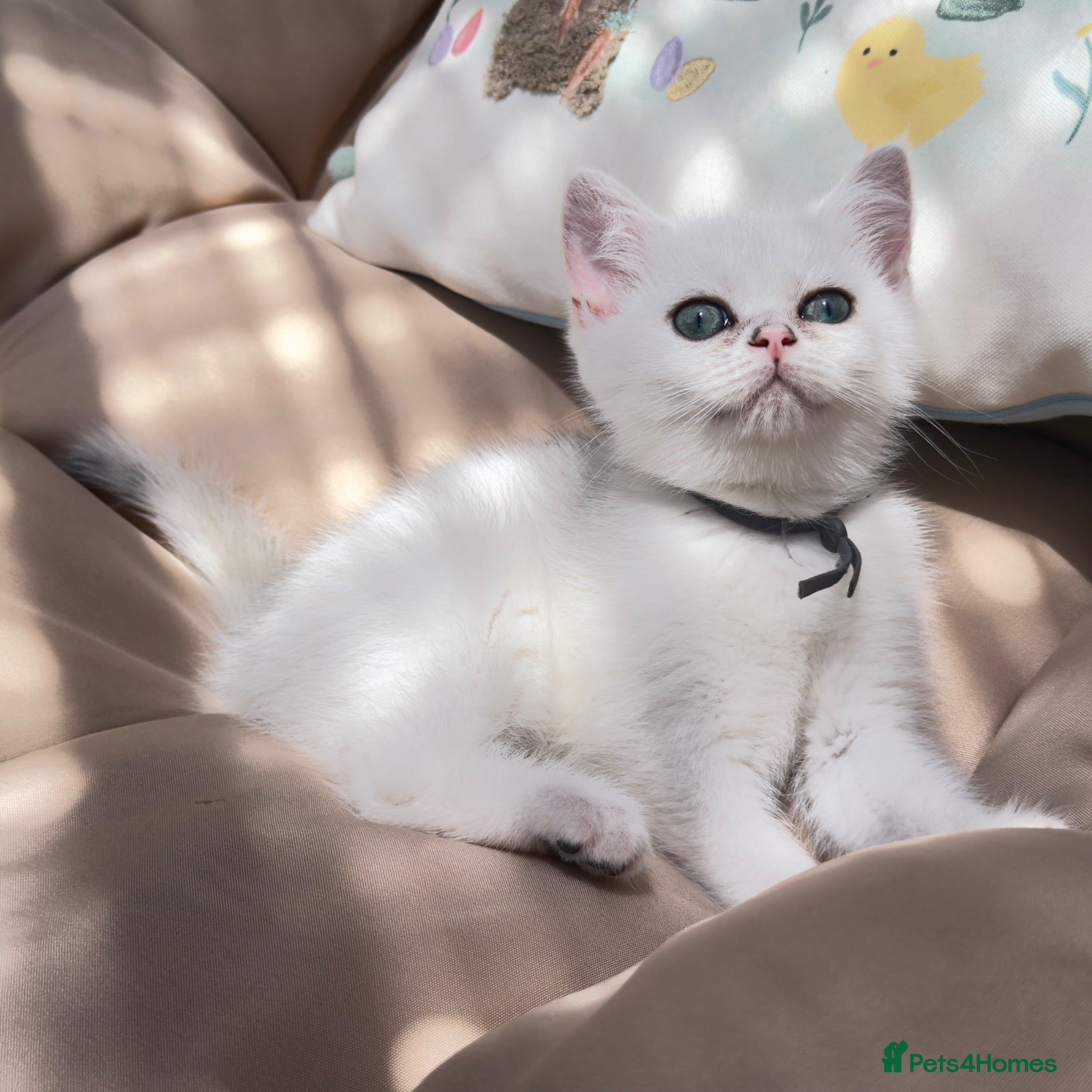 British Shorthair cats 😻TICA British Shorthair kitten only 1 boy left  - Advert 1