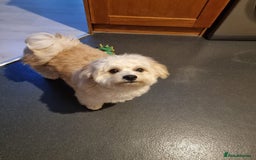 Mixed Breed dogs for stud: Tobii - Image 7