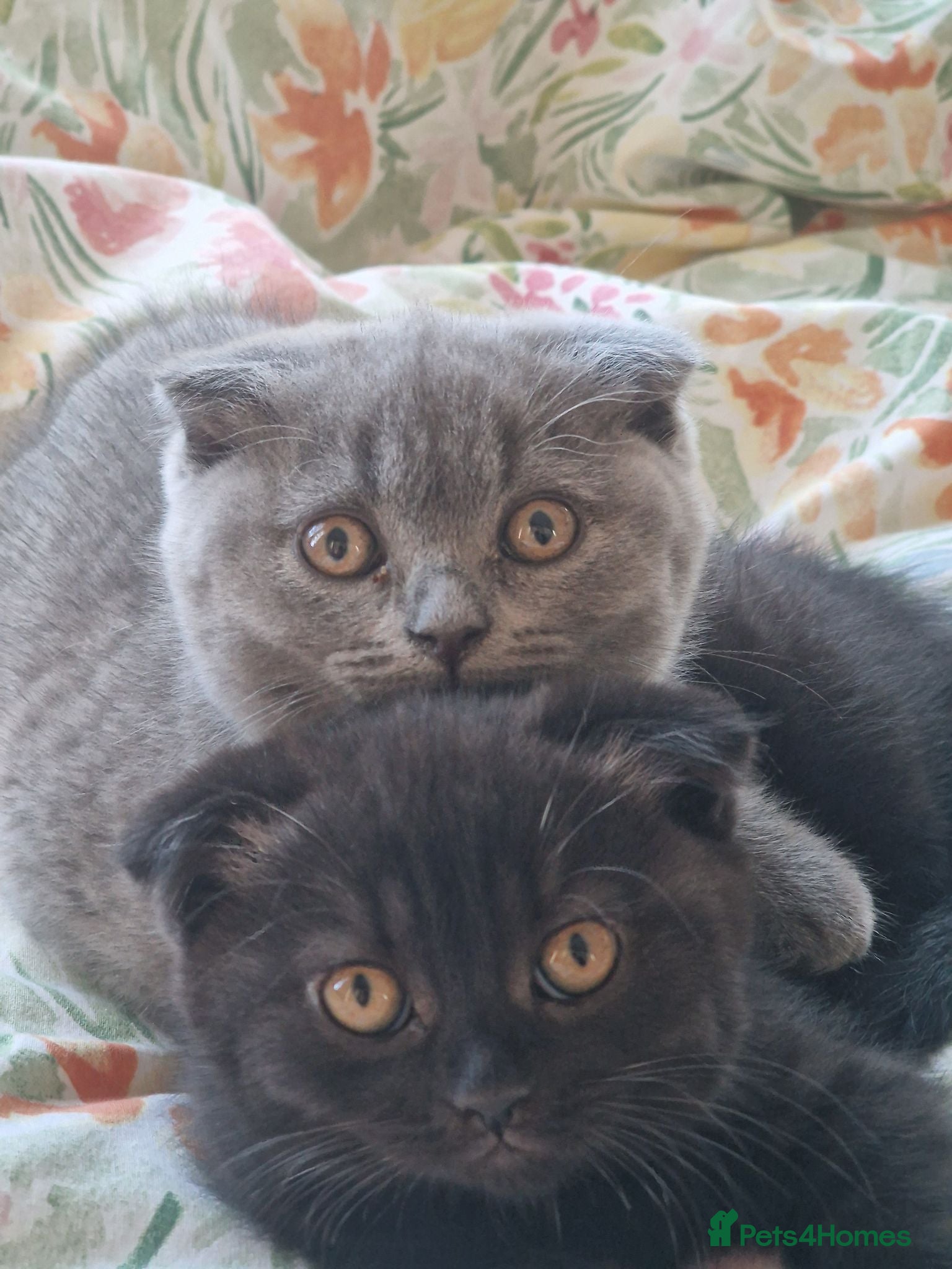 Scottish Fold cats 2 Scottish Fold girls🩷 - Advert 2