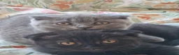 Scottish Fold cats for sale: 2 Scottish Fold girls🩷 - Advert 4