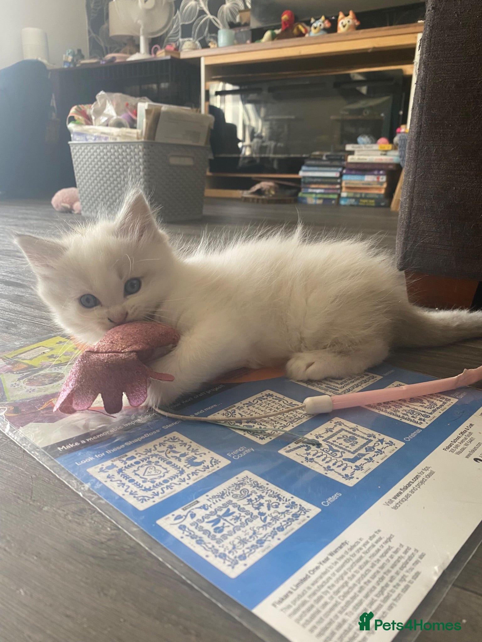 Ragdoll cats Blue lynx bi colour Ragdolls - Advert 18