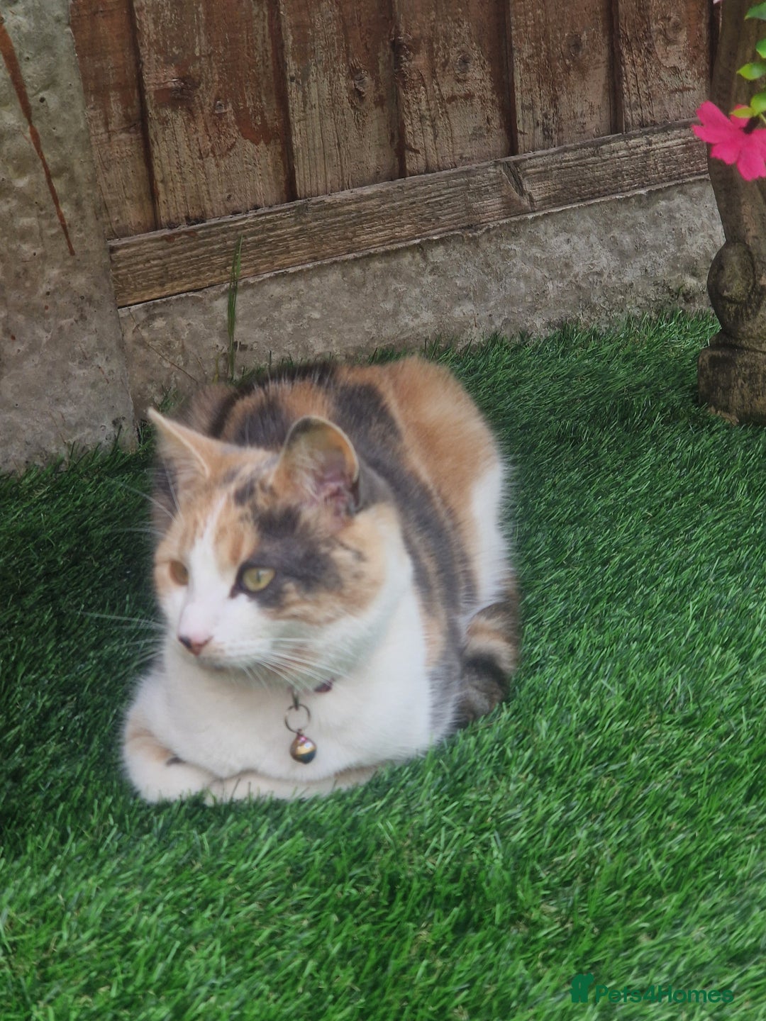 Mixed Breed cats for sale: Beautiful Calico - Image 2