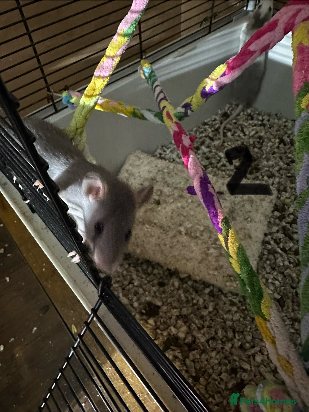 Rat rodents for sale: Rats & complete set up - Image 11
