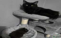 Mixed Breed cats for sale: Beautiful female fluffy kitten  - Image 4