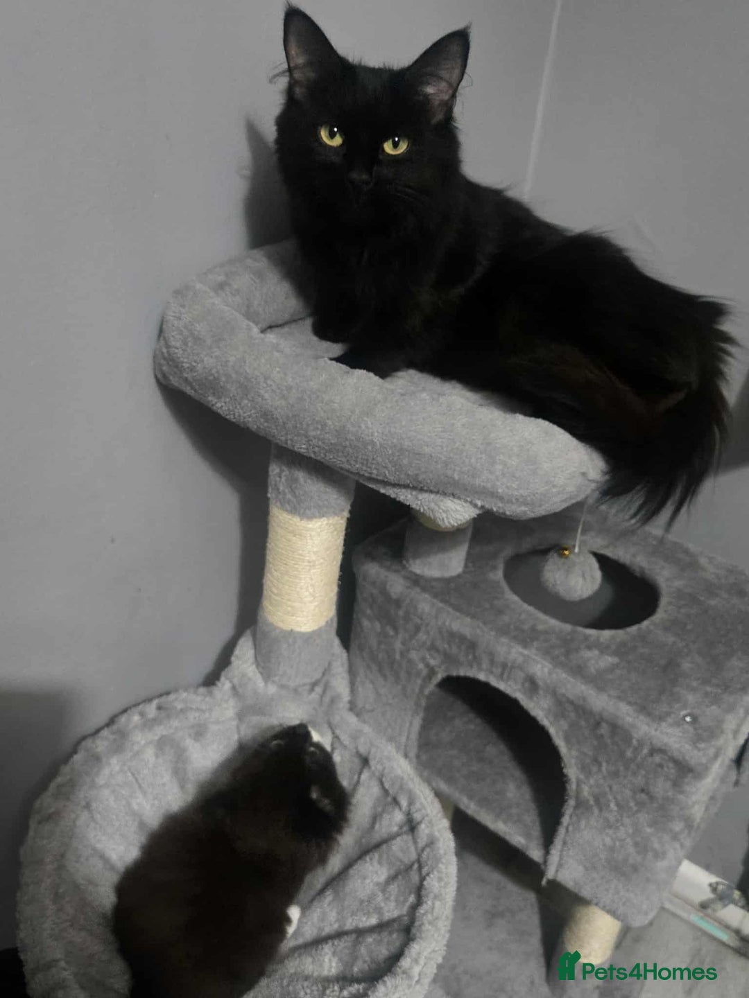 Mixed Breed cats for sale: Beautiful female fluffy kitten  - Image 4