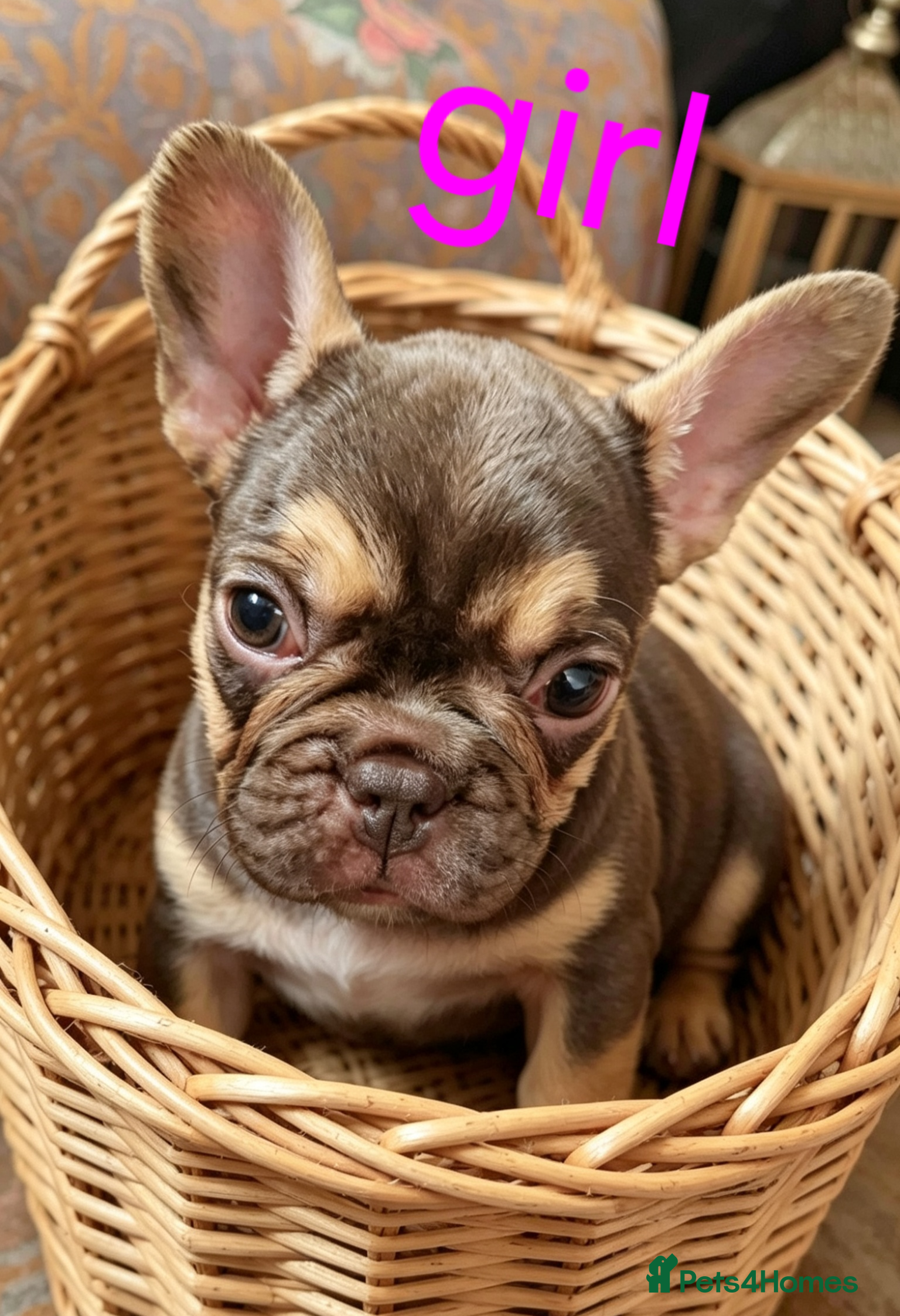 French Bulldog dogs ⭐️Coco&Nero⭐️ - Advert 2