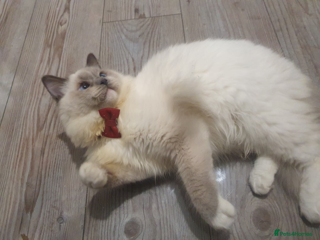 Ragdoll cats for sale: 6.5Months RagdollBoys - Advert 11