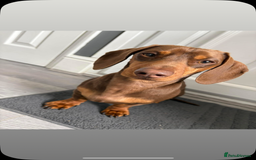 Miniature Dachshund dogs for sale: KC Registered Miniature Dachshund Puppies For Sale - Image 7