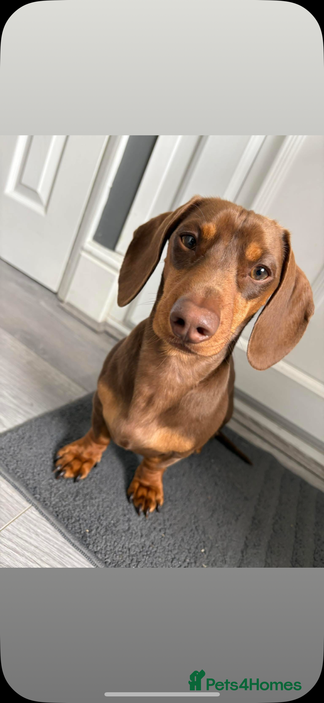 Miniature Dachshund dogs for sale: KC Registered Miniature Dachshund Puppies For Sale - Image 7