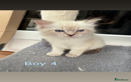 Ragdoll cats for sale: *STUNNING* litter of full ragdoll kittens  - Image 7