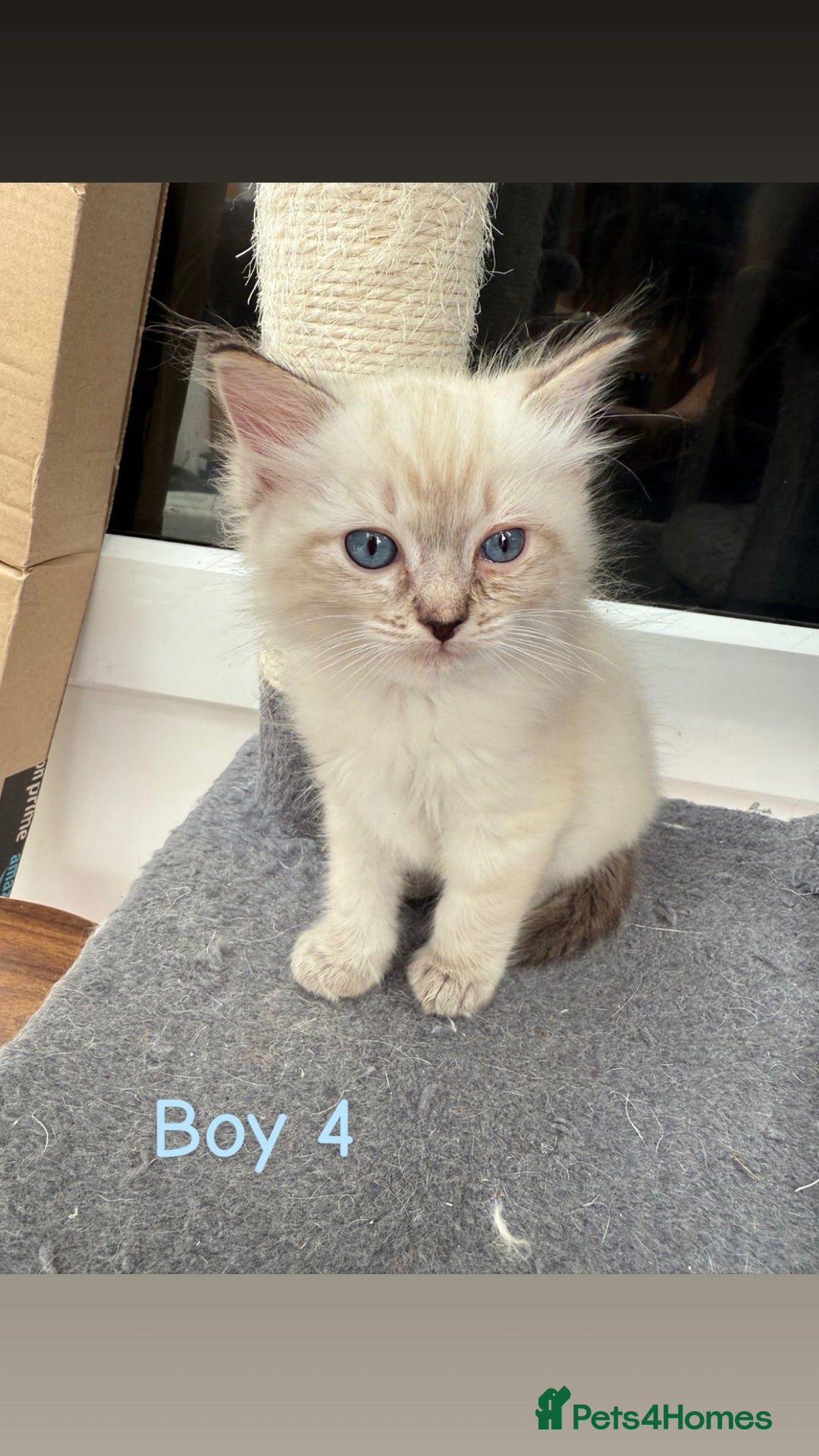 Ragdoll cats for sale: *STUNNING* litter of full ragdoll kittens  - Image 7