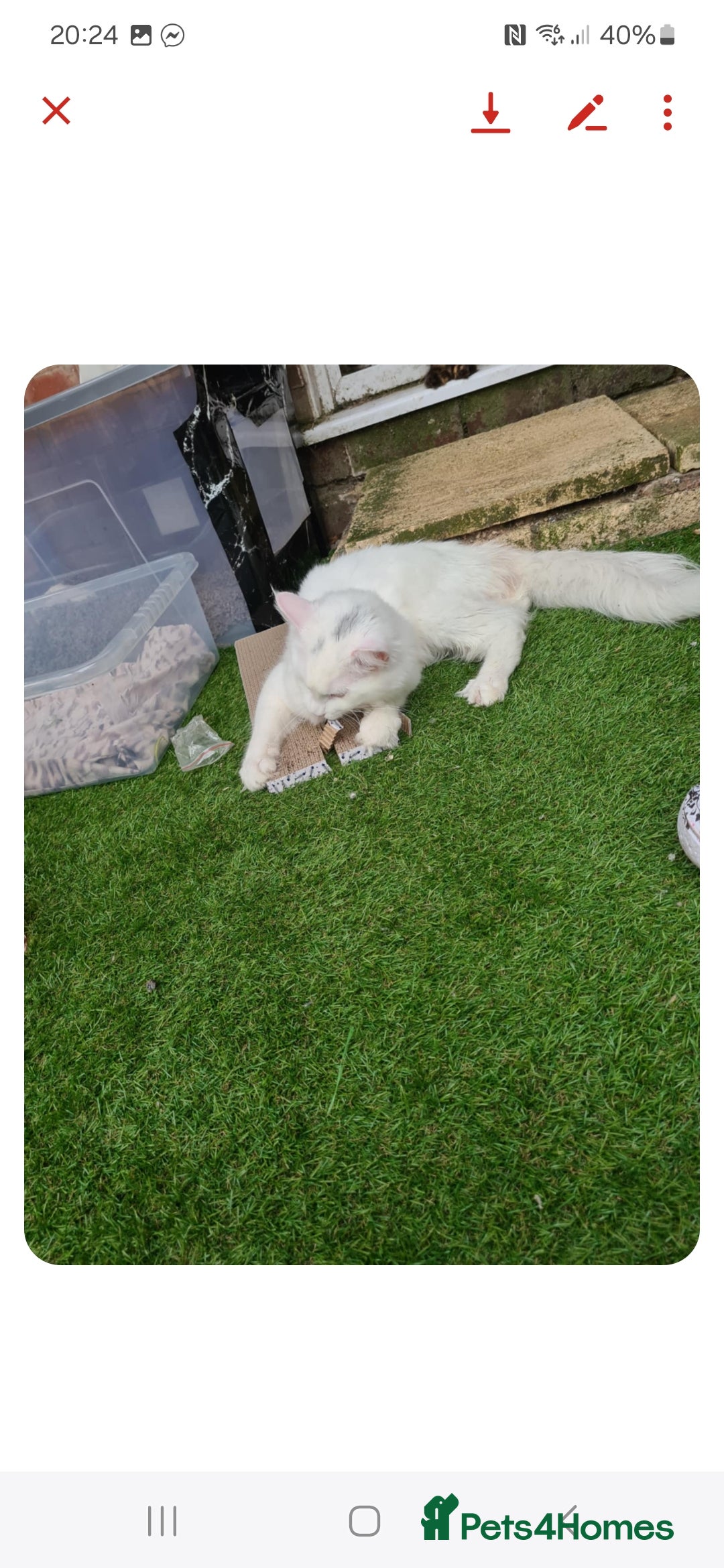 Maine Coon cats for sale: Maine coon x ragdoll male - Image 2
