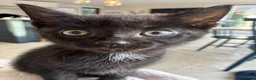 Mixed Breed cats for sale: Beautiful Girl - Advert 2