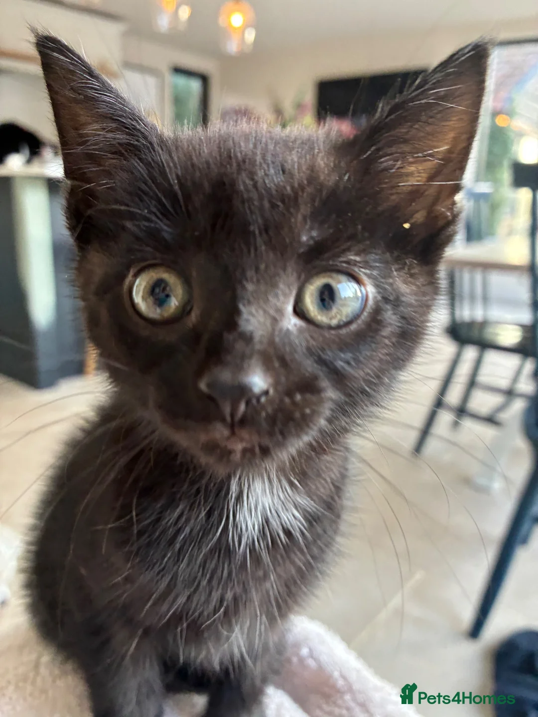 Mixed Breed cats for sale: Beautiful Girl - Advert 2