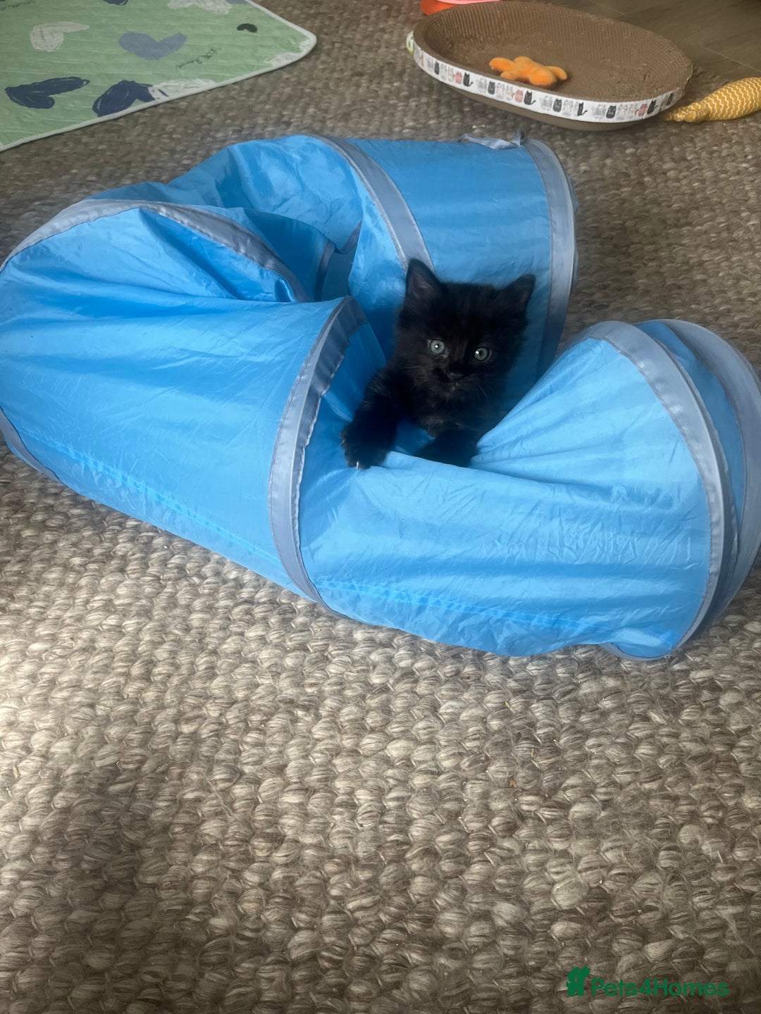 Mixed Breed cats for sale: 2 Black Fluffy Kittens (15wk old brothers) - Image 27
