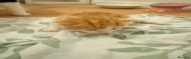 Mixed Breed Kitten 1
