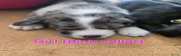 Mixed Breed dogs for sale: Border collie cross pups  - Advert 14