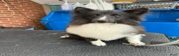 Shetland Sheepdog dogs for sale: Bi black shetland sheepdog  in Spalding - Advert 9