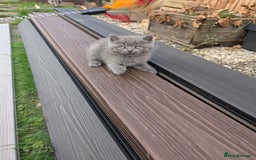 British Shorthair cats for sale: British short hair  - Image 5