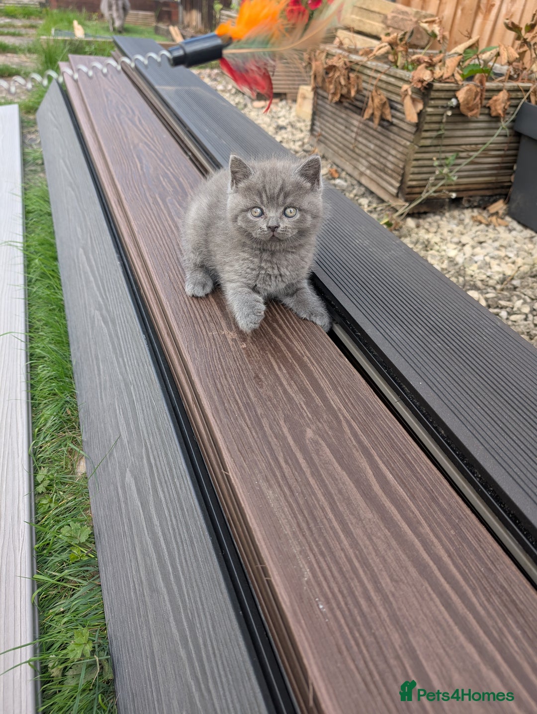 British Shorthair cats for sale: British short hair  - Image 5