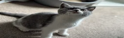 British Shorthair cats for sale: 🐾British Shorthair Kittens GCCF Registered🐾 - Advert 30