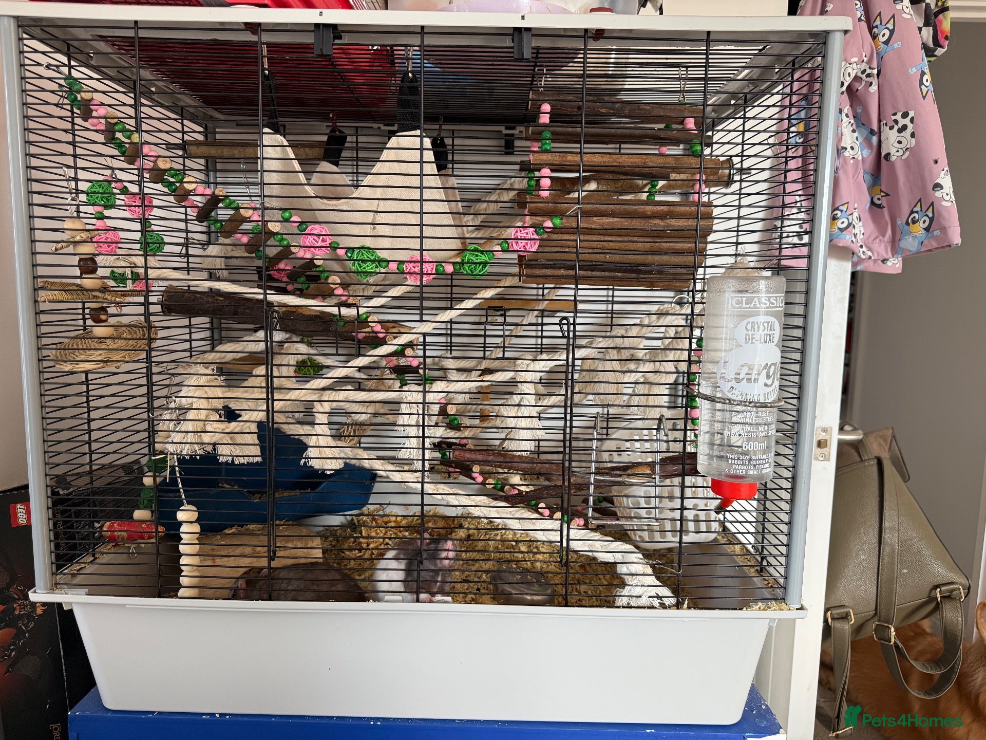 Rat rodents 3 female rats  - Advert 1