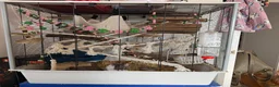Rat rodents for sale: 3 female rats  - Advert 1