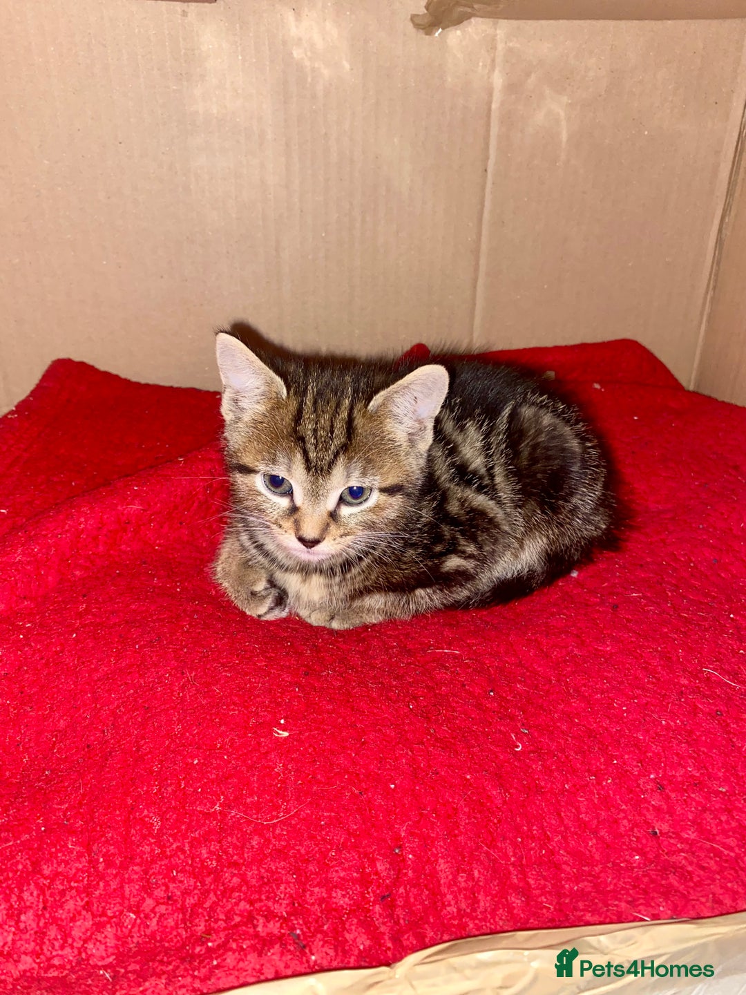 Mixed Breed cats for sale: Kittens for sale - Advert 15