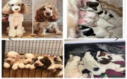 Goldendoodle dogs for stud: FULLY HEALTH TESTED! MOYEN POODLE STUD! in Kettering - Image 35