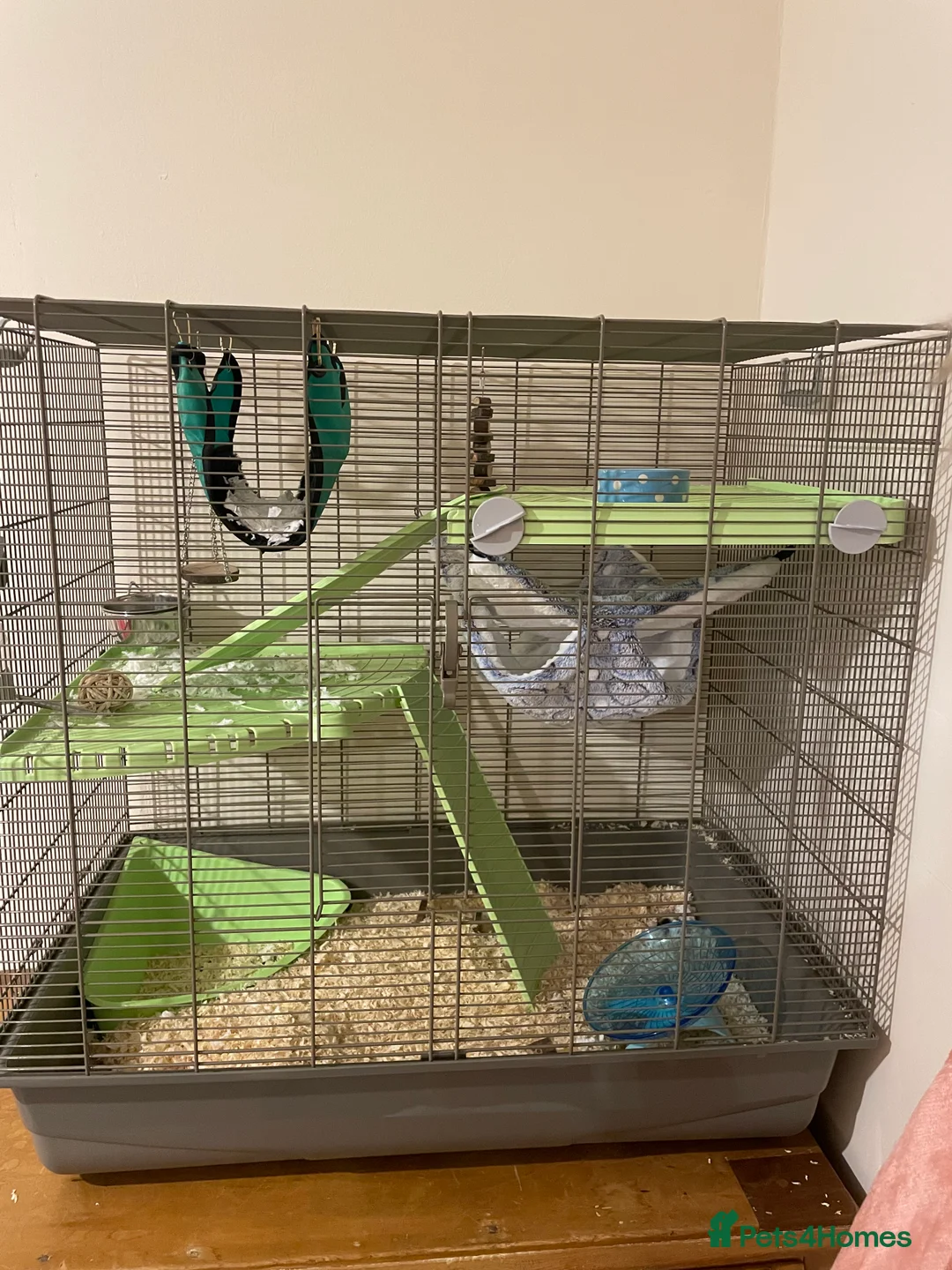 Mouse rodents for sale: Female fancy mouse - Advert 2