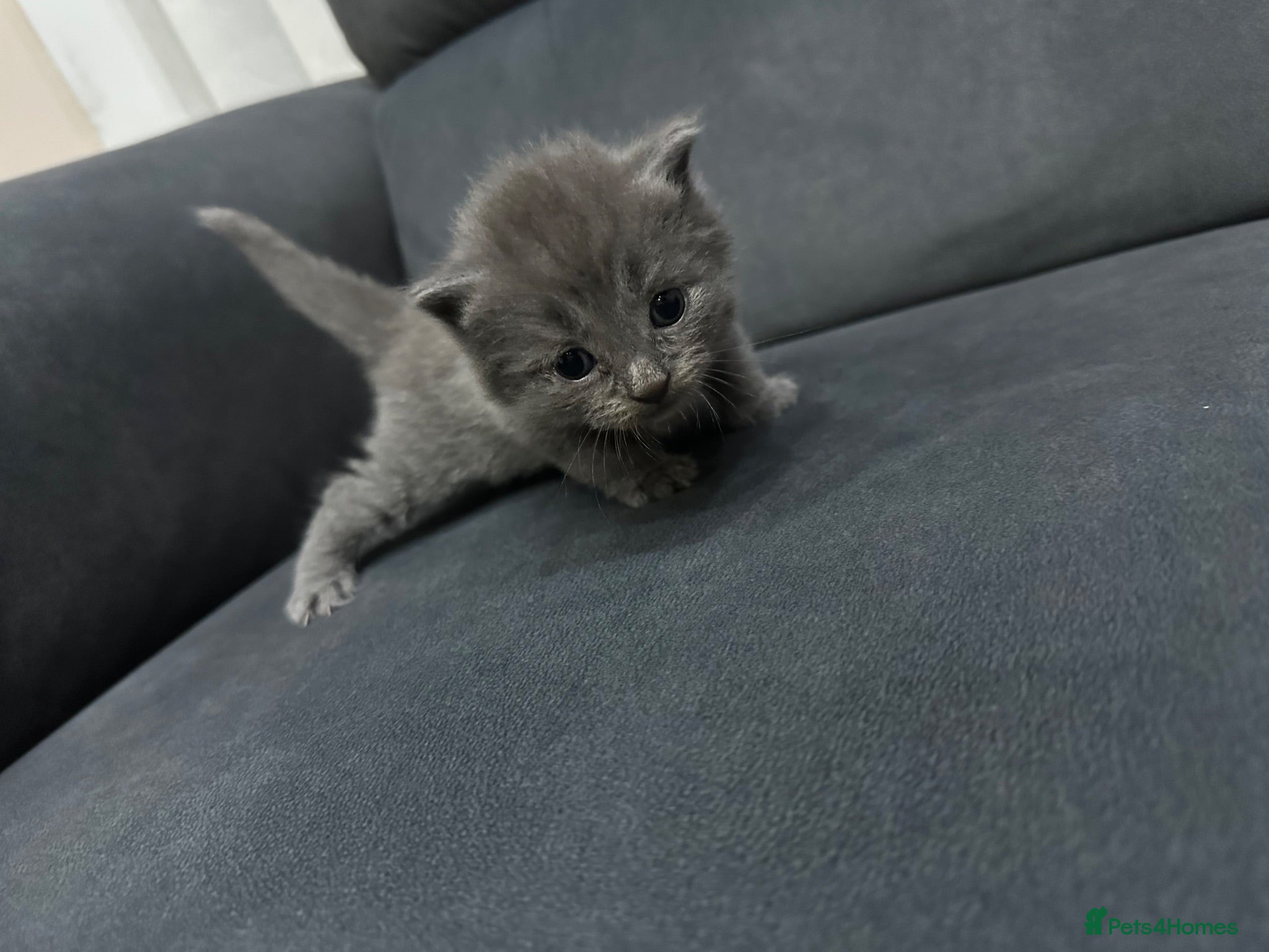 British Shorthair cats Beautiful british shorthair kitten for sale💗💗 - Advert 12