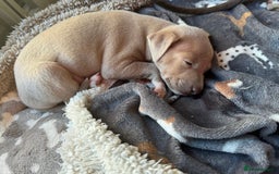 Italian Greyhound dogs for sale: 1 KC reg boy available  - Image 2