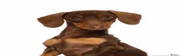Miniature Dachshund dogs for stud: kC Miniature Dachshund Chocolate and tan  - Advert 4