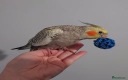 Cockatiels birds for sale: Hand reared silly tame DNA sexed baby cockatiels  - Image 26