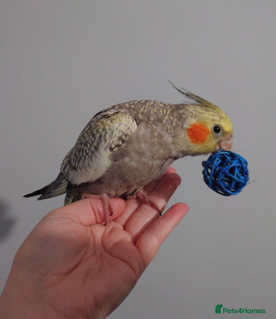 Cockatiels birds for sale: Hand reared silly tame DNA sexed baby cockatiels  - Image 26