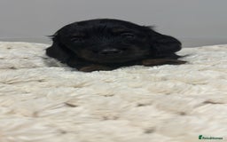 Miniature Dachshund dogs for sale: Ready now miniature long haired dachshunds in Stowmarket - Image 19