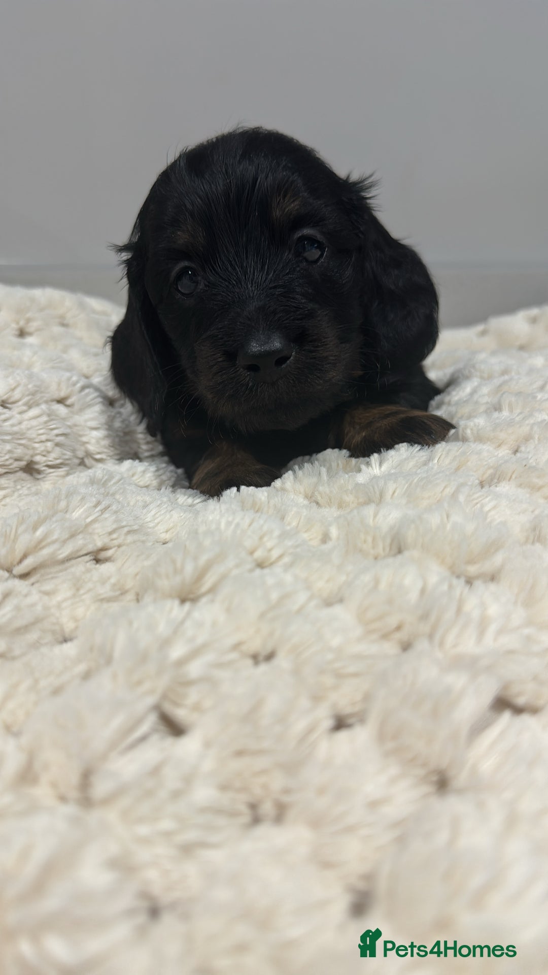 Miniature Dachshund dogs for sale: Ready now miniature long haired dachshunds in Stowmarket - Image 19