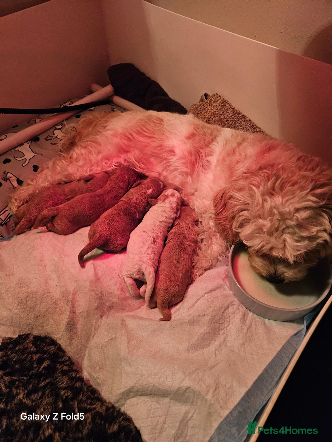 Cavapoo dogs for sale: LITTER OF BEAUTIFUL F2 CAVAPOOS  - Image 10