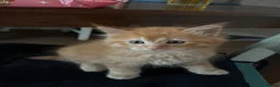 Mixed Breed cats for sale: Maine coon x Ragdoll in Taunton - Advert 3