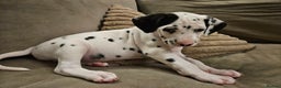 Dalmatian dogs for sale: beautiful dalmatian puppies - Advert 28