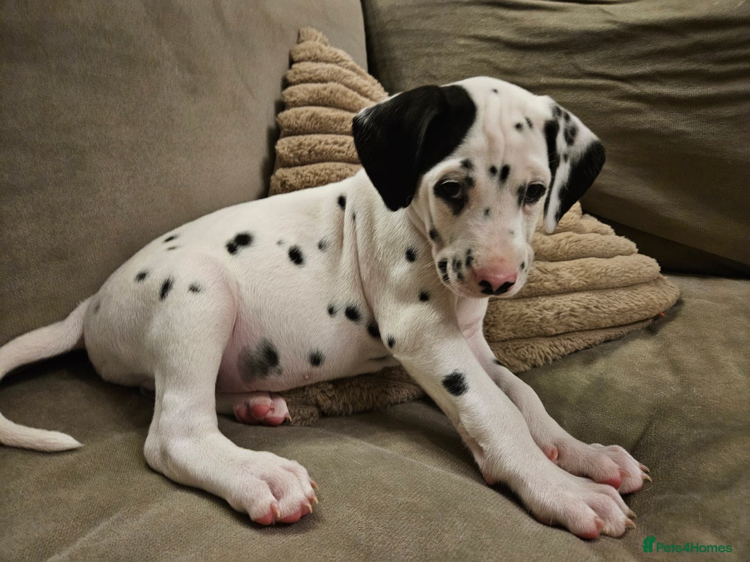 Dalmatian dogs for sale: beautiful dalmatian puppies - Advert 28