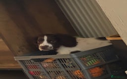 Sprocker dogs for sale: BENJI needs rehoming  - Image 6